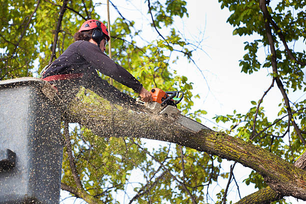 Best Fruit Tree Pruning  in Iowa Falls, IA